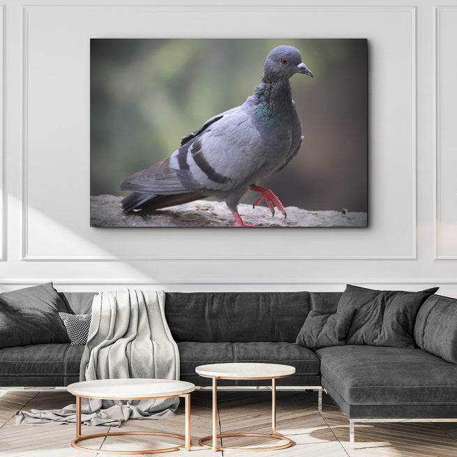 Sassy Pigeon Canvas Wall Art - Wall Art Image by Tailored Canvases