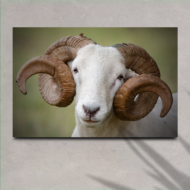 Beautiful Horns Canvas Wall Art - Wall Art Image by Tailored Canvases