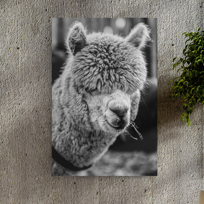 Monochrome Alpaca Up Close Portrait Canvas Wall Art - Wall Art Image by Tailored Canvases