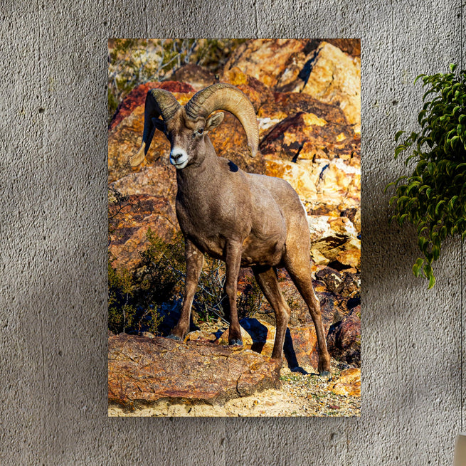 Rocky Mountain Big Horned Sheep Canvas Wall Art - Wall Art Image by Tailored Canvases