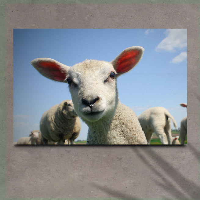 Curious Lamb Canvas Wall Art - Wall Art Image by Tailored Canvases