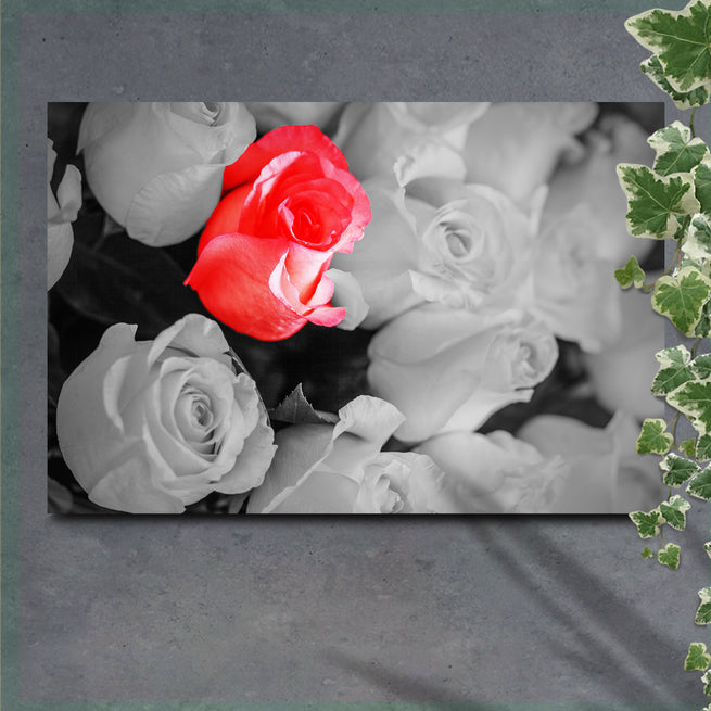 Red among White Roses Pop Canvas Wall Art - Wall Art Image by Tailored Canvases