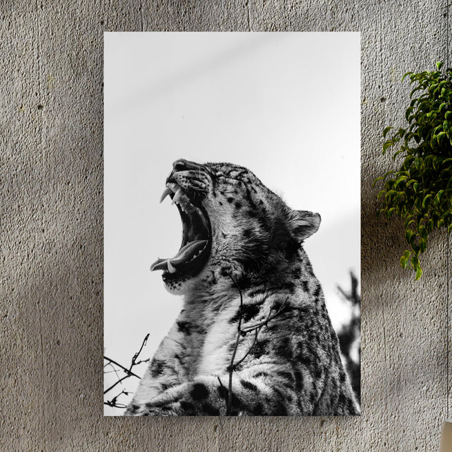 Jaguar Yawn in Monochrome Portrait Canvas Wall Art - by Tailored Canvases