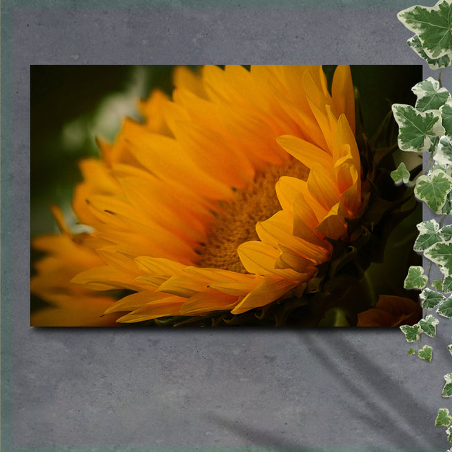 Last of the Sunflowers Canvas Wall Art (Ready to Hang) - Wall Art Image by Tailored Canvases