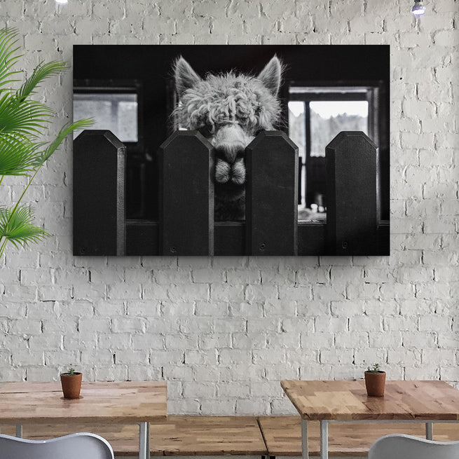 Monochrome Alpaca behind the Fence Canvas Wall Art - Wall Art Image by Tailored Canvases
