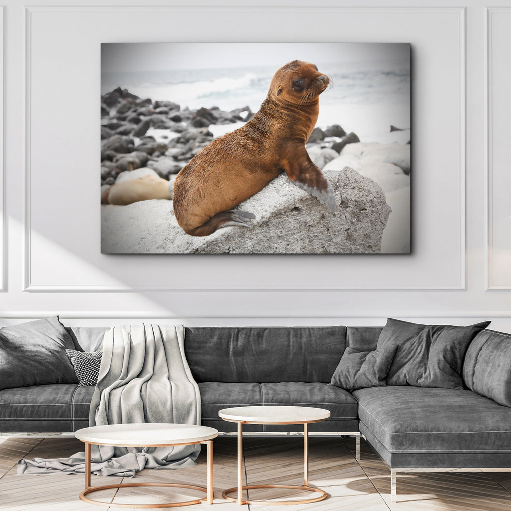 Seal Pup on Rocks Canvas Wall Art - by Tailored Canvases