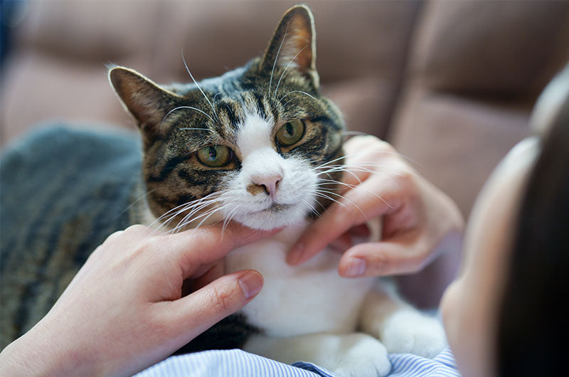 猫のしっぽで気持ちを知る