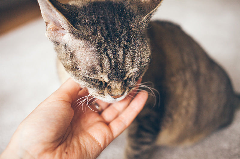 視力、聴力低下の猫のサポート