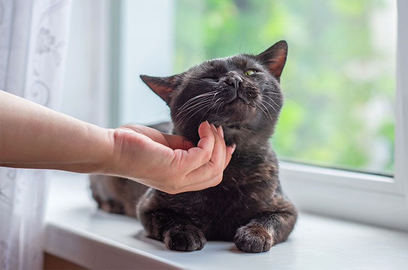 天候の変化と猫