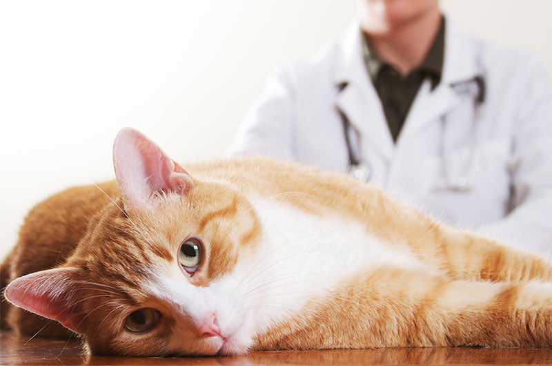 猫膀胱炎　生活改善