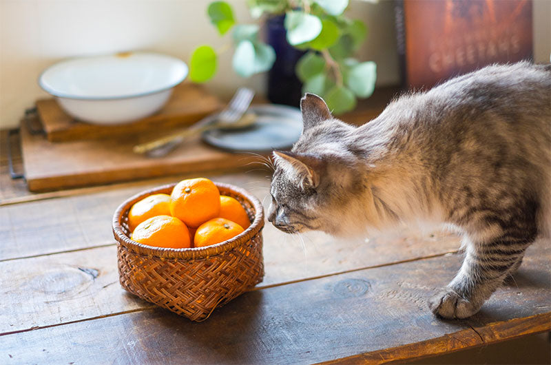 猫の嫌いなニオイは柑橘系