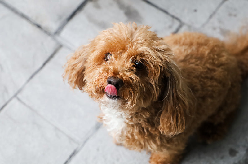 犬　気持ちを落ち着かせる時