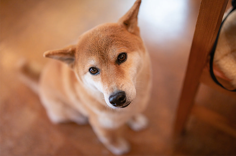 犬のサイン　気持ち