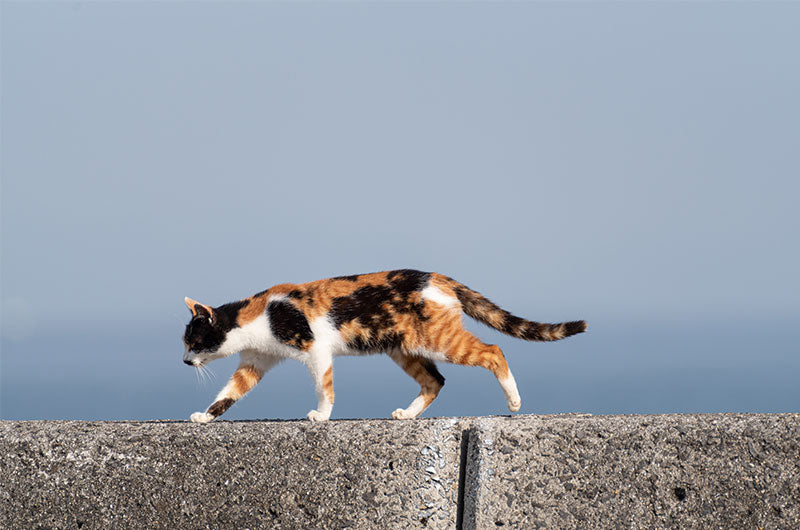 吾輩は猫である