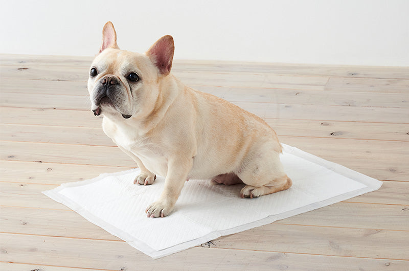 犬がおしっこする時