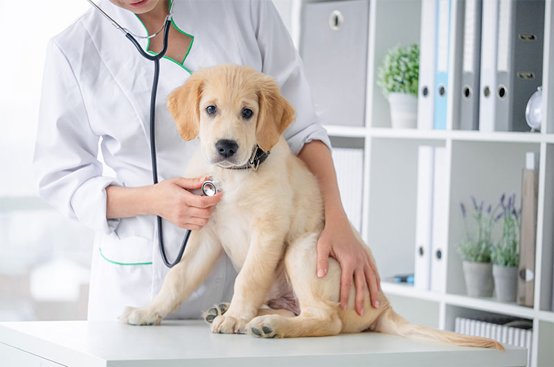 愛犬　病気で脱毛