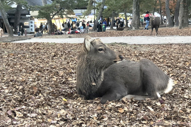 奈良公園