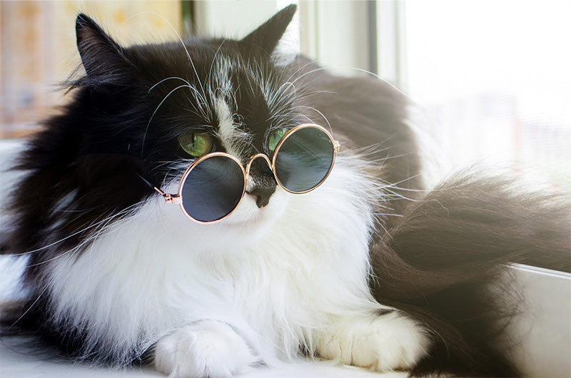 メガネをかけて考える猫