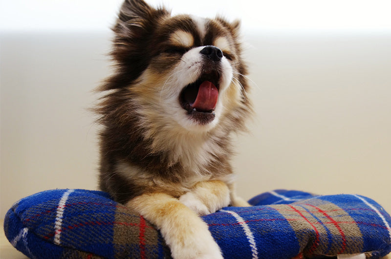 犬のあくび　意味