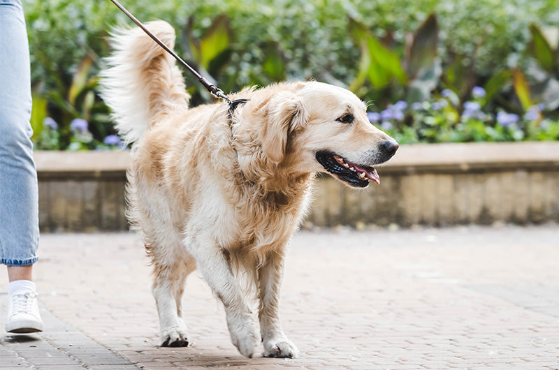 大型犬のトイレ　どうする