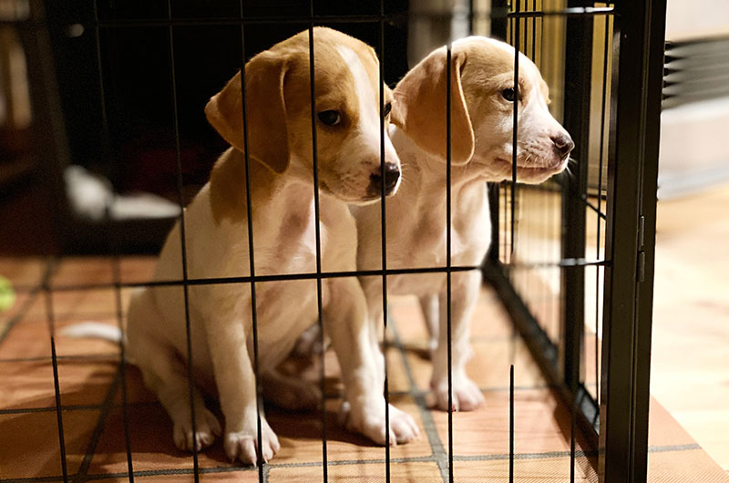 犬が噛む理由　原因ある