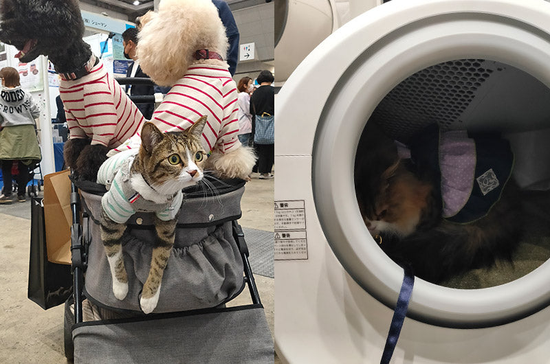 自動猫トイレMOMEに入る猫