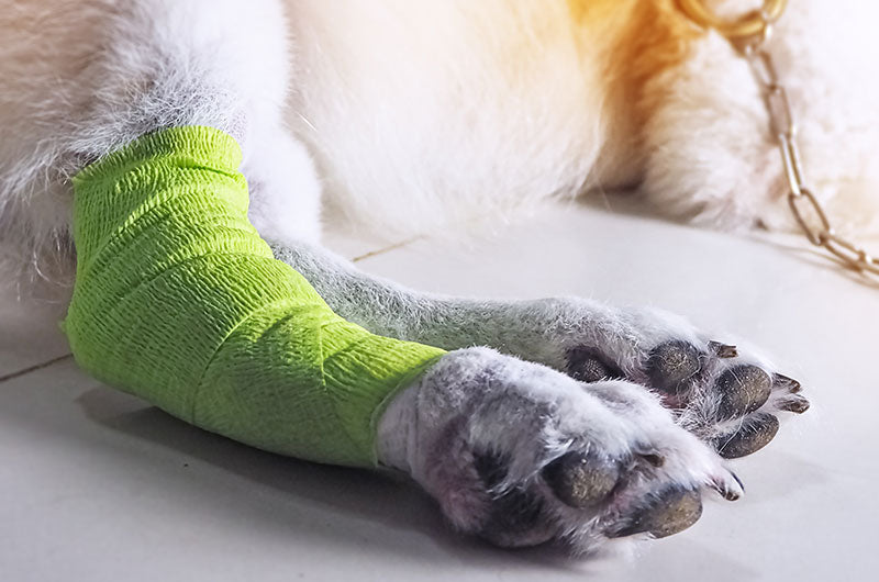 愛犬の骨節　治療方法