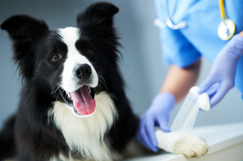 犬の骨節　治療費　手術