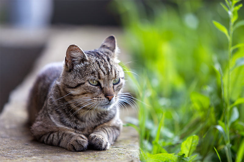 猫と庄造と二人のをんな