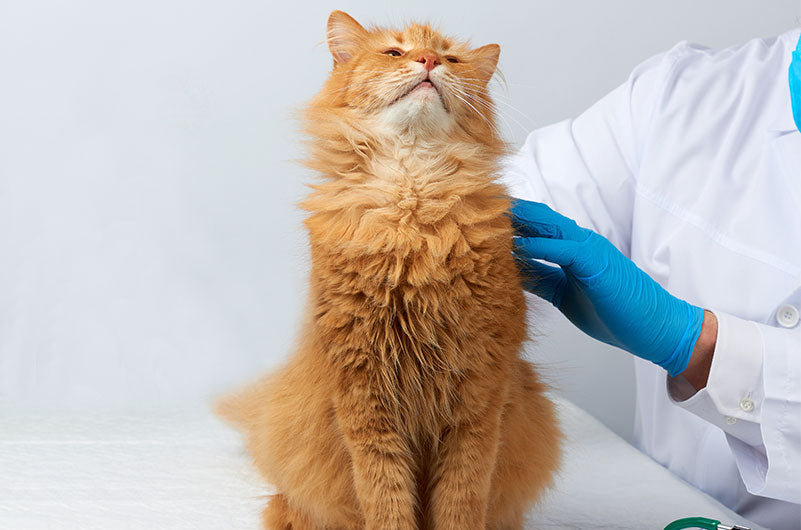 猫　乳がん治療方法