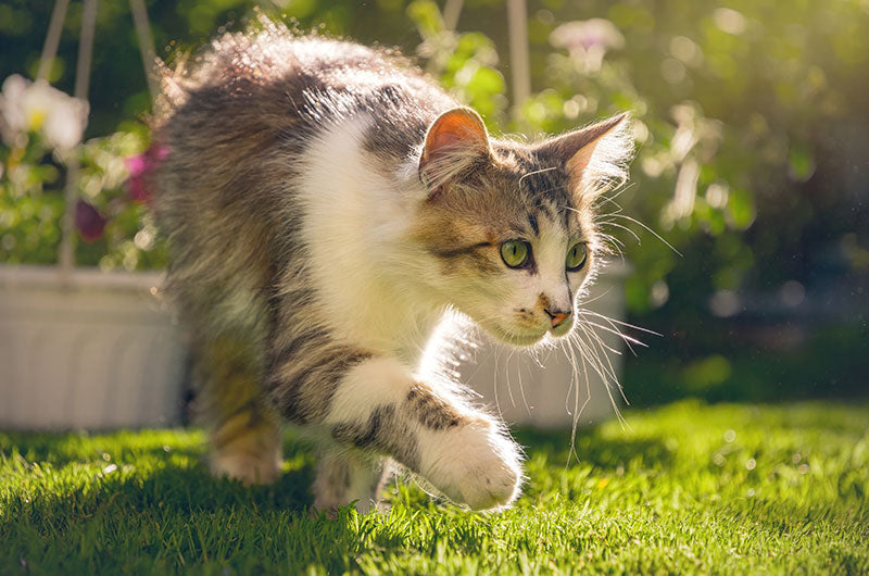 猫のフィラリア症予防は必要か。春に注目