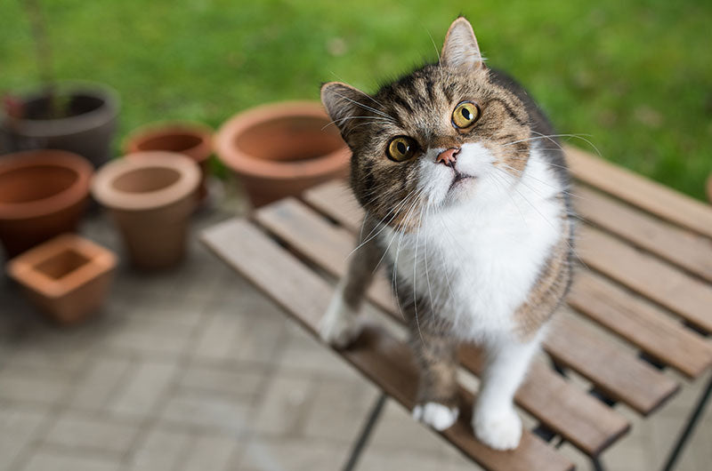 春は猫のフィラリア症予防で動物病院へ相談がオススメ