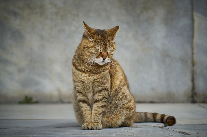 猫　避妊手術　デメリット