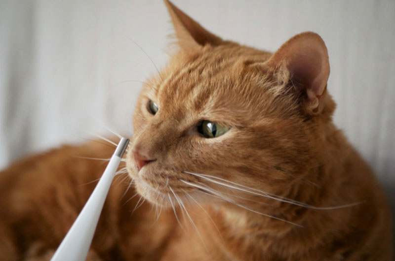 猫の発熱　原因と対処法　体温測定方法は