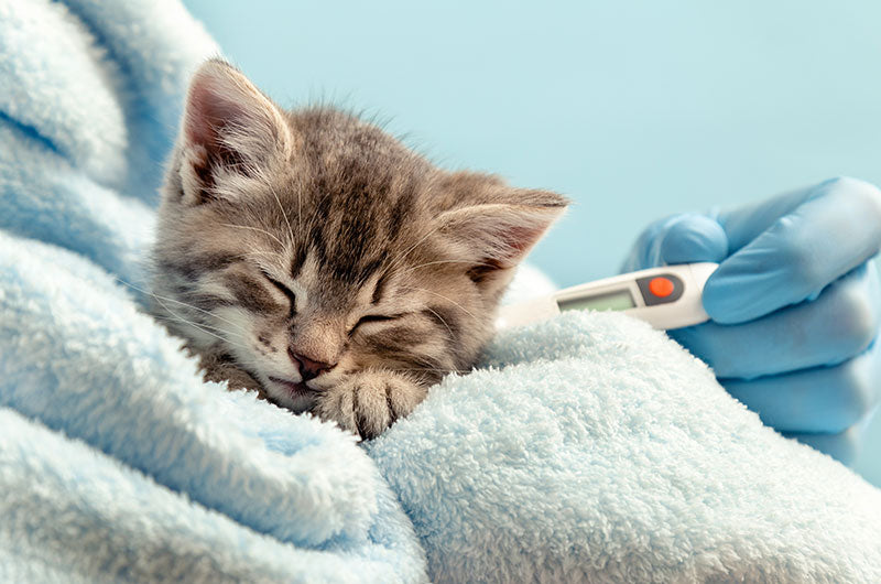猫の発熱　原因と対処法　体温測定方法は
