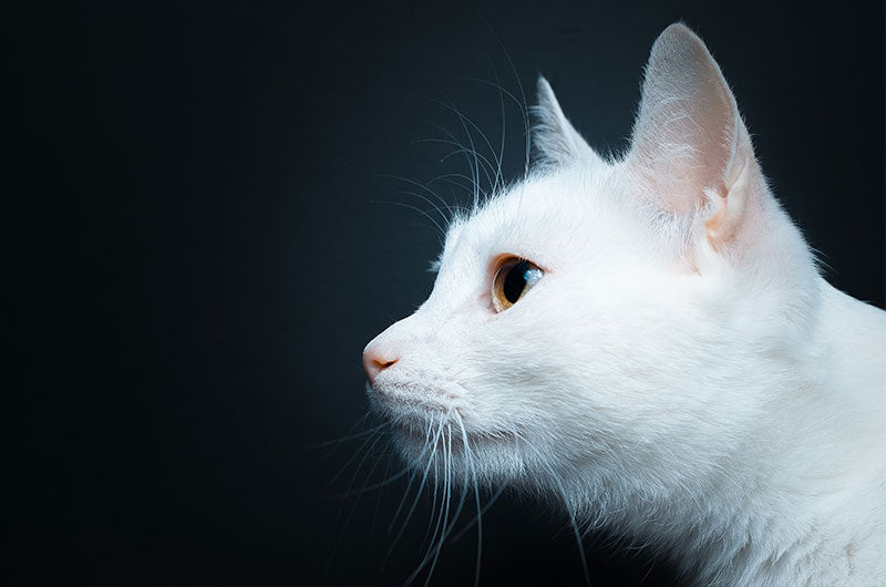 白猫の性格
