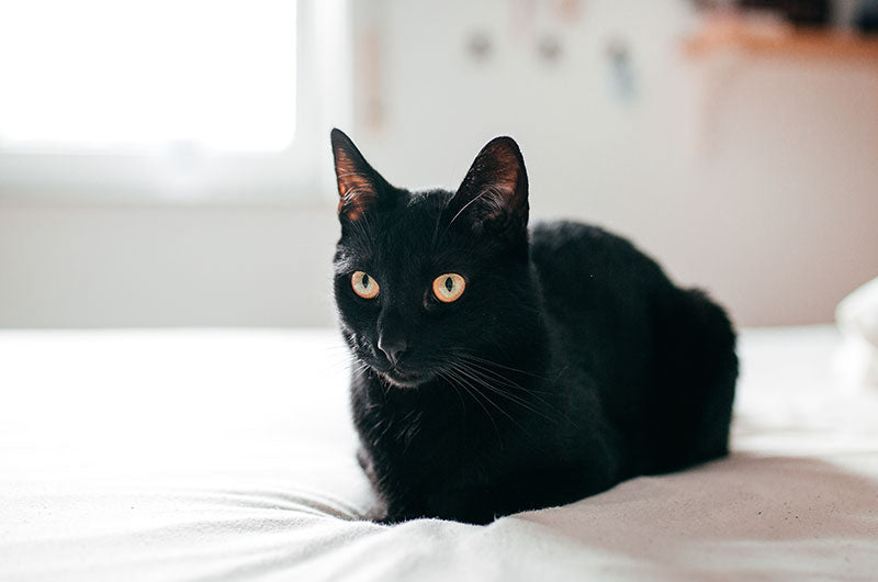 黒猫の性格