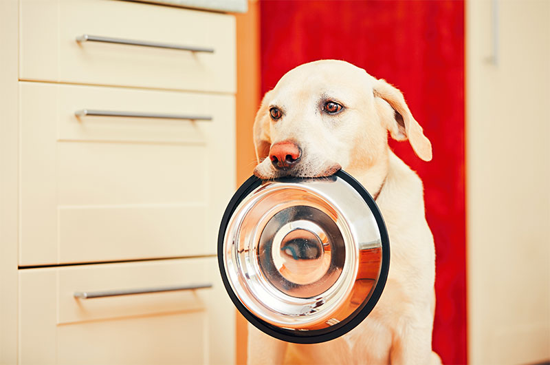 犬のおなら対策　食器