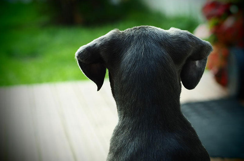 犬　サマーカット