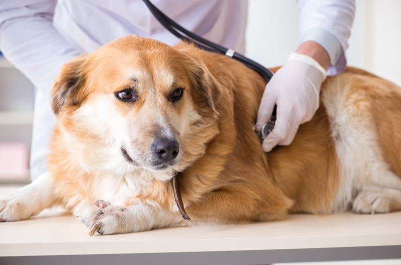 犬のフィアリア症　治療方法