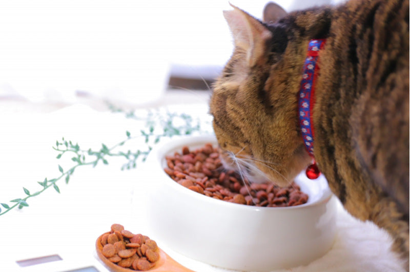 猫と療法食　与え方