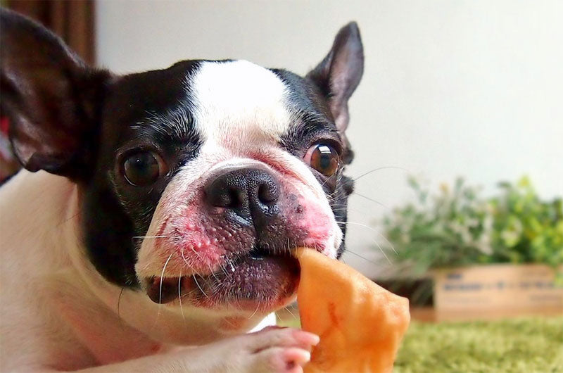 おやつを食べる犬