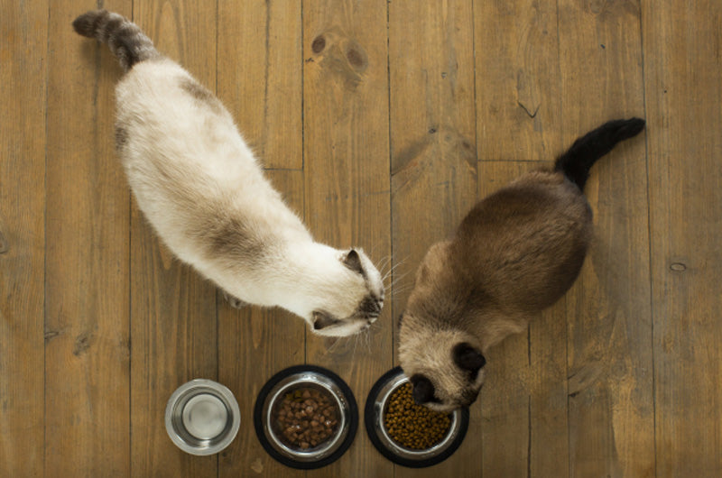 猫　食欲不振　受診タイミング