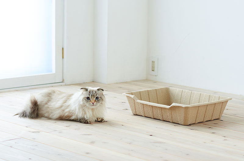 使い捨て猫トイレと猫