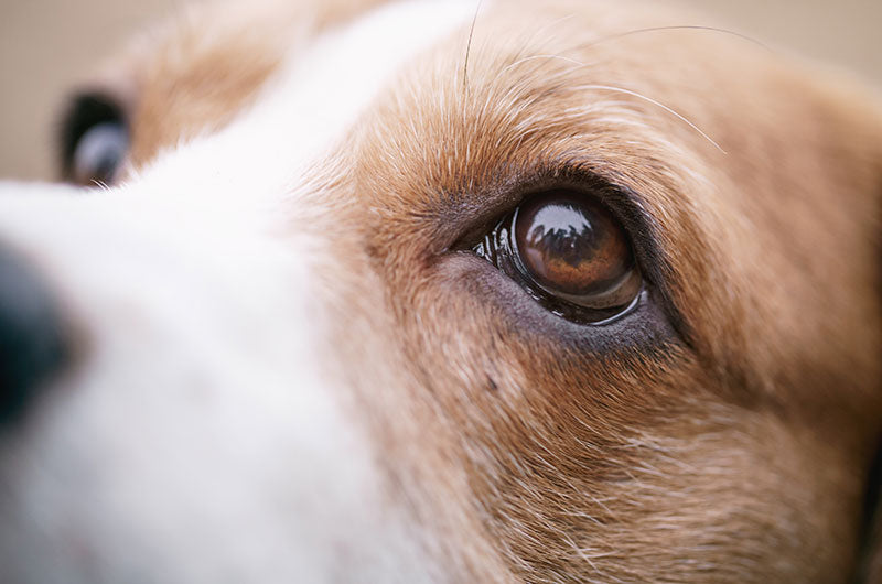 犬の緑内障　何歳から