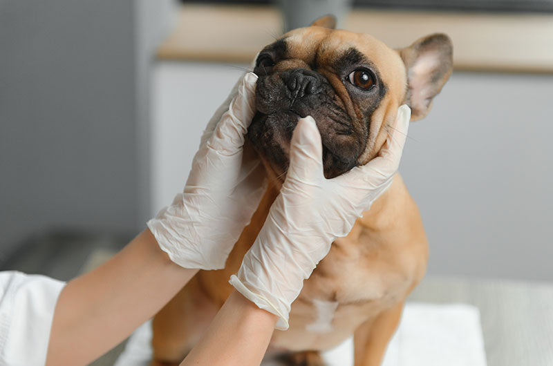 愛犬の目をチェックする大切さ