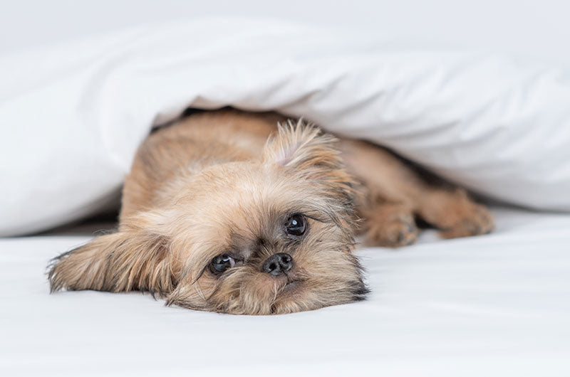 犬　発熱　考えられること