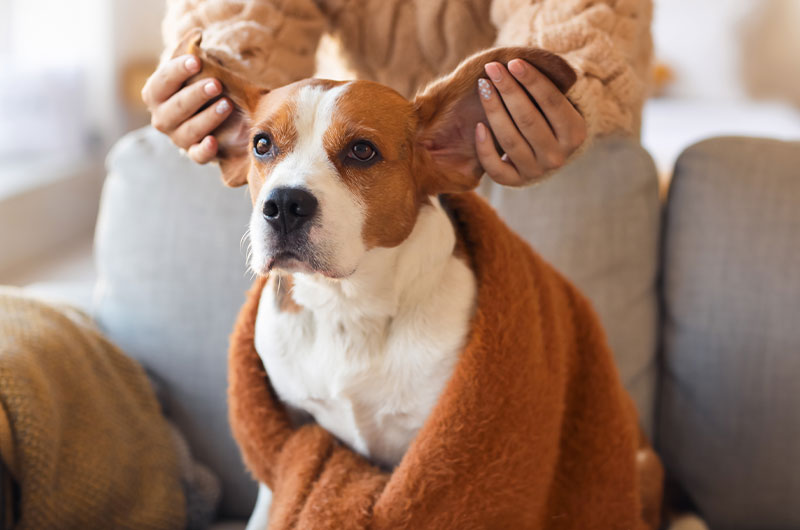 犬の熱の測り方　耳　肛門