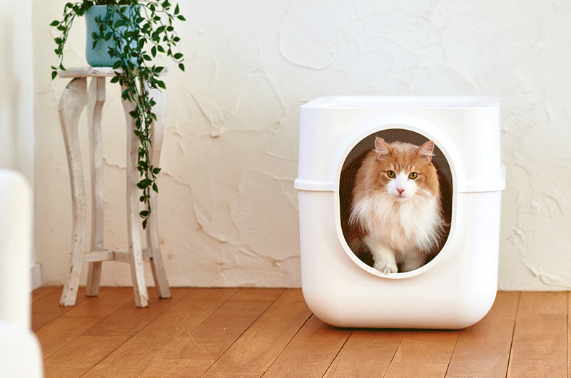 蓋つき猫トイレ　大型猫種　マンチカン　メインクーン　フォレストキャット
