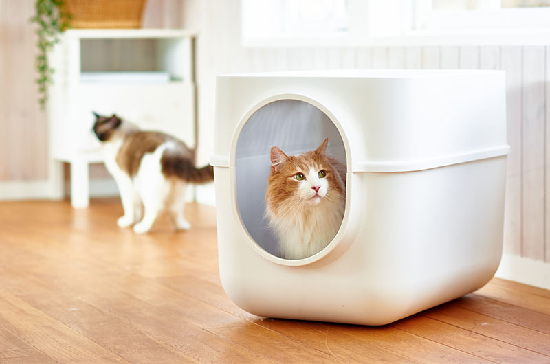 大型猫　専用猫トイレ　大型サイズ　ギガトレー
